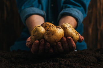 Fototapeta cropped view of farmer holding dirty natural potatoes near ground obraz