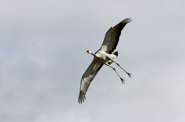 Common crane in a wetland in the morning, Grus grus, birds, cranes