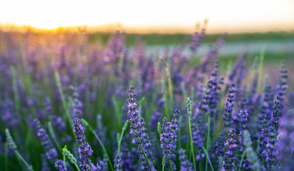 Obraz premium Lavender field in the sunset, background, texture.