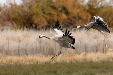 Obraz na płótnie Canvas Common crane, Grus grus, birds