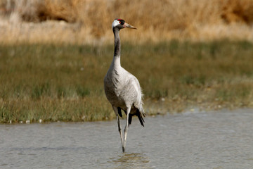 Common crane early morning, Grus grus, birds