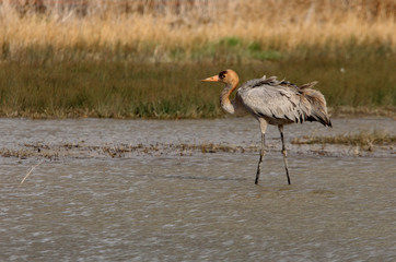 Common crane, Grus grus, birds