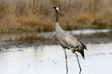 Common crane, Grus grus, birds