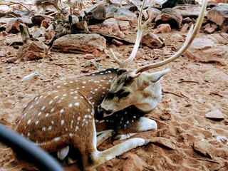 mushroom on the tree