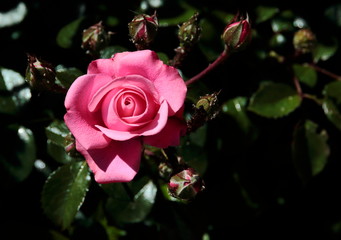 red rose in the garden