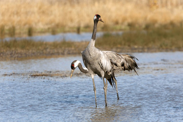 Common crane, Grus grus, birds