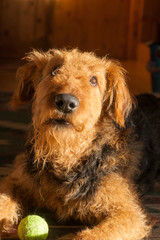 Looking Up - Airedale Terrier