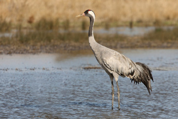 Obraz premium Common crane early morning, Grus grus, birds