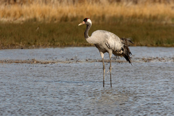 Common crane early morning, Grus grus, birds