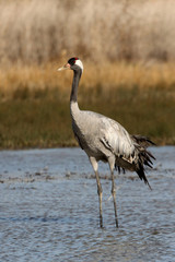 Obraz premium Common crane in a wetland of central Spain in the morning