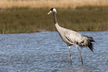 Common crane in a wetland of central Spain, Grus grus, birds