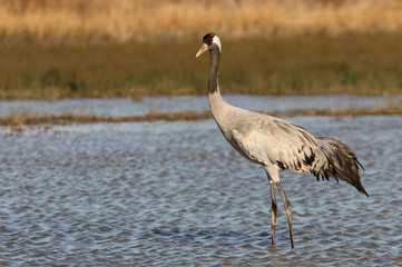 Common crane, Grus grus, birds