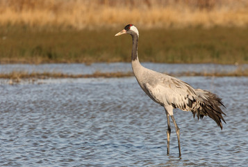 Common crane in a wetland of central Spain in the morning