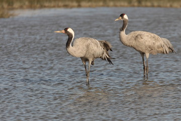 Fototapeta premium Common crane, Grus grus, birds
