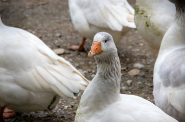 a domestic goose. She is a pet and is kept as a domestic and farm animal