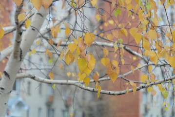 birch leaves background
