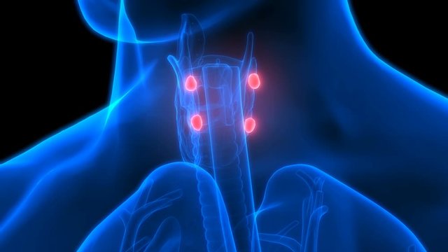 Human Glands Parathyroid Glands Anatomy
