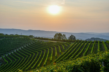 Scenic view of the vineyard landscape of the Langhe hills, Unesco World Heritage Site, with orange sky at sunset in summer, Montelupo Albese, Cuneo, Piedmont, Italy