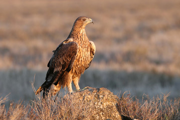 Two years old female of Bonelli´s Eagle, Aquila fasciata