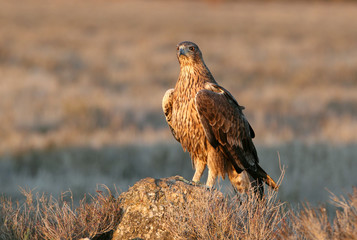 Two years old female of Bonelli´s Eagle with the first lights of the day, birds, raptors, eagles