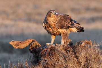 Two years old female of Bonelli´s with the first lights of sunrise , Aquila fasciata