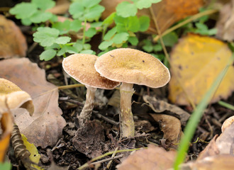 Pilz, Pilze im Wald trifft man häufig im Herbst an