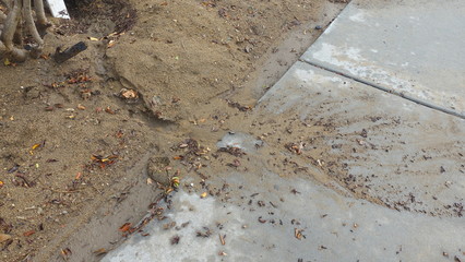 Soil erosion from a slope spills dirt over the sidewalk after a rain