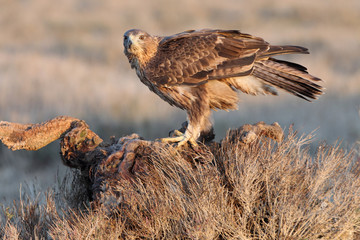 two years old female of Bonelli´s Eagle, Aquila fasciata