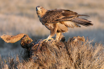 Two years old female of Bonelli´s with the first lights of sunrise , Aquila fasciata