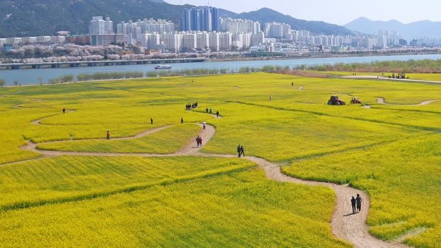 People enjoy a big yellow rape flowers at Nakdonggang Riverside in Busan city South Korea.