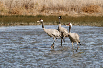 Common crane in a wetland in the morning, Grus grus, birds, cranes