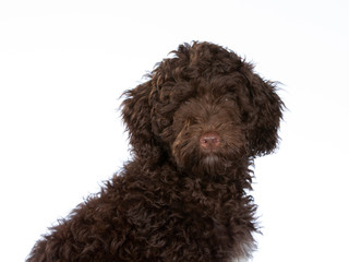 Australian labradoodle puppy portrait. Cute little puppy with white background.. Cut-out copy space.