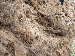 The marsh grasses (Hymenachne genus) temporarily forms natural huts during the dry season in the...