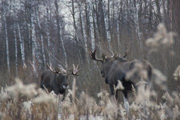 two bull mooses before the fight in the National Park Elk Island
