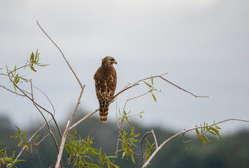 Red shouldered hawk sitting on a branch