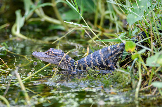 Baby alligator sliding into a pond
