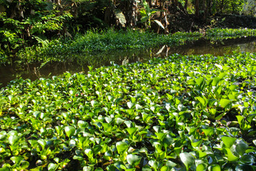 Aguapés "Eichhornia crassipes"