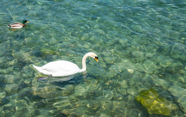 Graceful white Swan and duck swim in the clear lake.