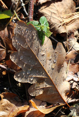 auf dem Waldboden liegen nasse Eichenblätter