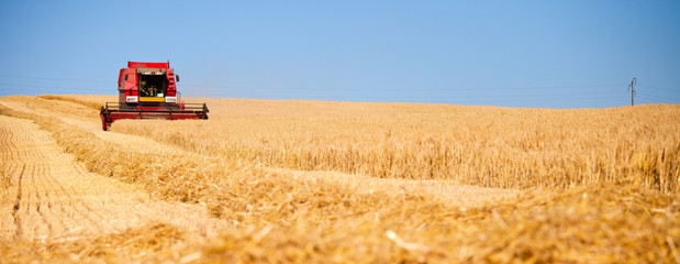 Moissonneuse dans les champs de blé en France