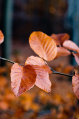 Obraz premium Indian sommer with colorful leaves in autumn.