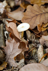 Pilz, Pilze im Wald trifft man häufig im Herbst an