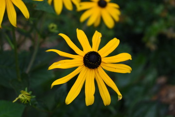 Beautiful Rudbeckia fulgida or orange coneflower found in Whistler, Canada