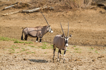 Zwei Oryxantilopen im trockenen Grasland auf einer Jagdfarm in Namibia, Afrika