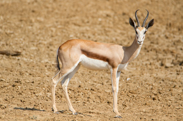 Springbock im trockenen Grasland auf einer Jagdfarm in Namibia, Afrika