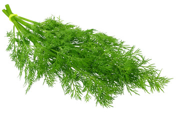 bunch fresh green dill isolated on white background