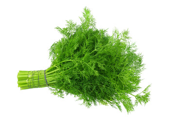 bunch fresh green dill isolated on white background