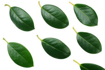 citrus leaves isolated on white background. top view