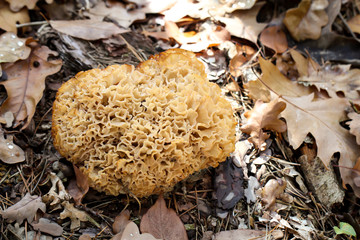 Pilz, Pilze im Wald trifft man häufig im Herbst an