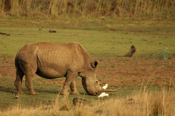 Fototapeta premium A white rhinoceros, rhino, (Ceratotherium simum) staying in grassland.